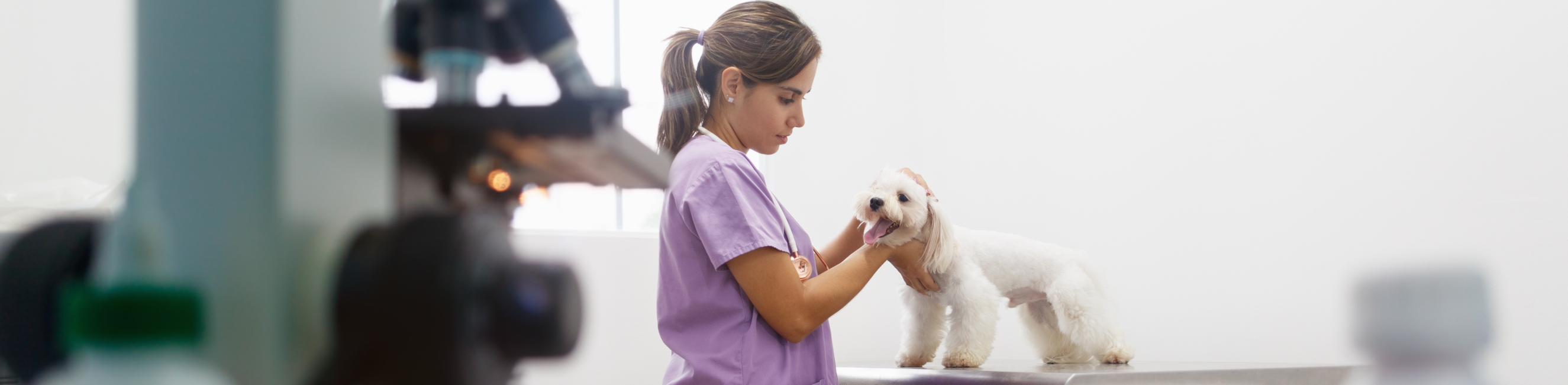 Vet checking a small dogs pulse