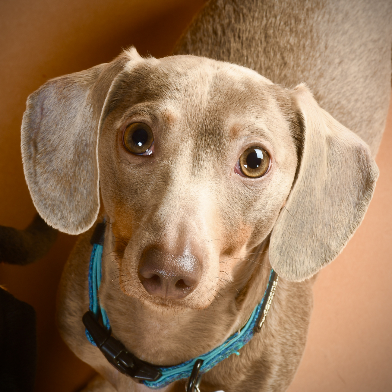 Dachshund looking up into the camera