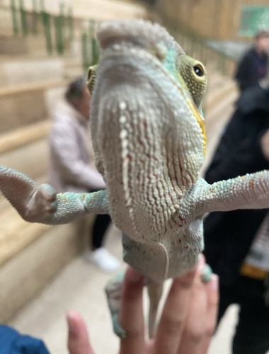 Panther chameleon from Reptile Zone