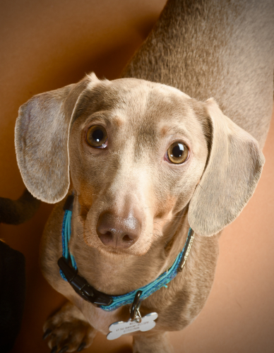 Light brown dachshund looking up into the camera