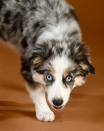 Grey and white dog crouched towards the camera