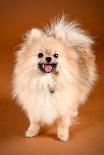 Pomeranian looking at the camera with her tongue out