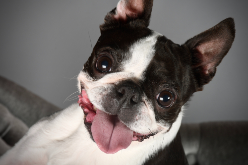 French bulldog looking at the camera with her tongue out