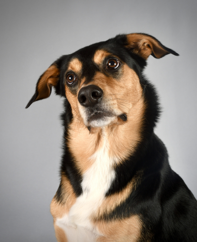 Black and brown dog quizzically looking into the camera