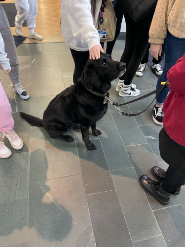 Paws 4 Thought Days at Wellbeing Week