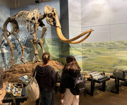 2 learners looking up at a skeleton structure at the National Museum of Cardiff